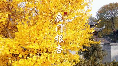 【鹿门山景区】银杏再披金装