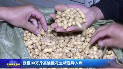 我区80万斤高油酸花生精选种入库