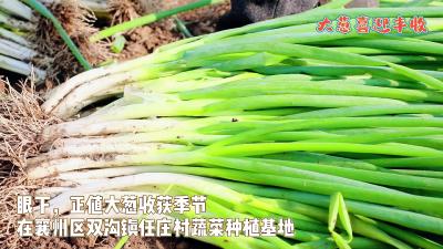 湖北襄州：大葱喜迎丰收 生活“葱”满希望