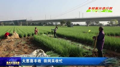 大葱喜丰收  田间采收忙