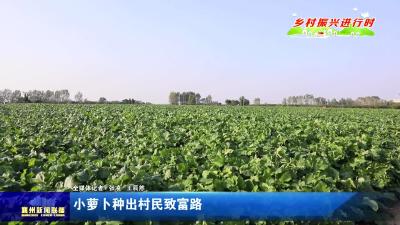 小萝卜种出村民致富路