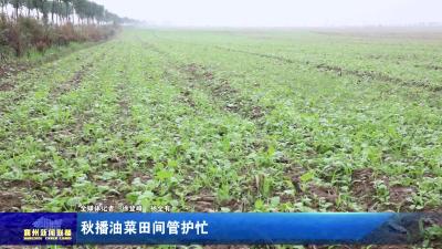 秋播油菜田间管护忙