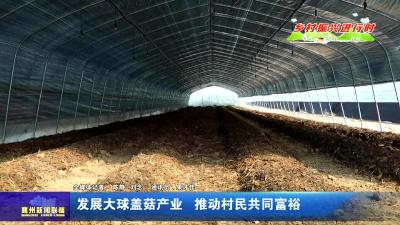 发展大球盖菇产业  推动村民共同富裕