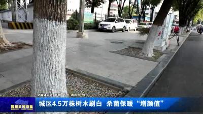 城区4.5万株树木刷白  杀菌保暖“增颜值”