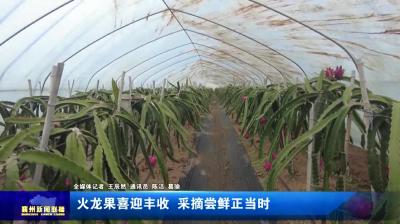 火龙果喜迎丰收  采摘尝鲜正当时