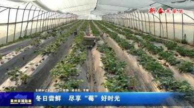 冬日尝鲜  尽享“莓”好时光