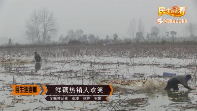 鲜藕热销人欢笑