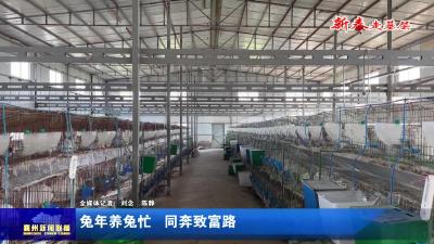 兔年养兔忙  同奔致富路