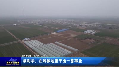 杨利华：在辣椒地里干出一番事业