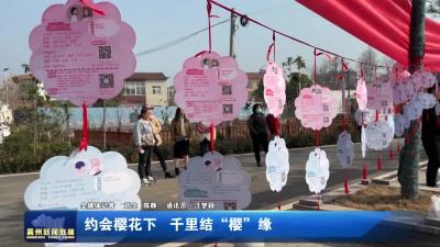 约会樱花下  千里结“樱”缘