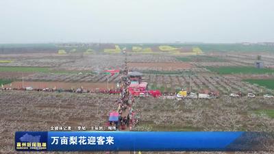 万亩梨花迎客来
