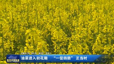 油菜进入初花期  “一促四防”正当时