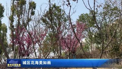 城区花海美如画