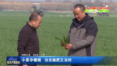 小麦孕穗期  治虫施肥正当时