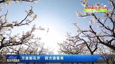 万亩梨花开  四方游客来