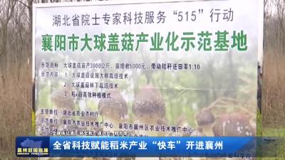 全省科技赋能稻米产业“快车”开进襄州