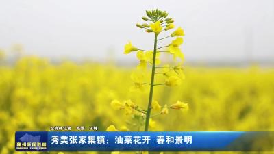 秀美张家集镇：油菜花开  春和景明