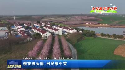 樱花枝头俏  村民家中笑