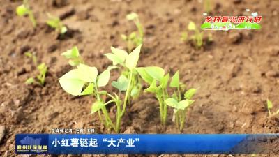 小红薯链起“大产业”