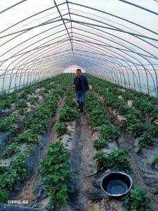 蔬菜种植“小产业” 乡村振兴“大文章”