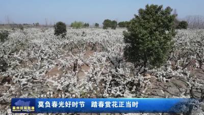 莫负春光好时节  踏春赏花正当时