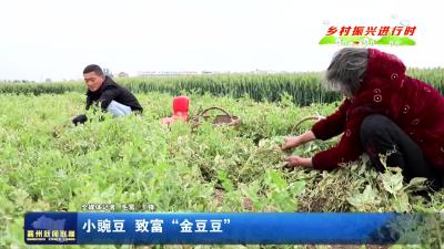 小豌豆  致富“金豆豆”