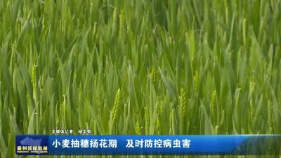 小麦抽穗扬花期  及时防控病虫害