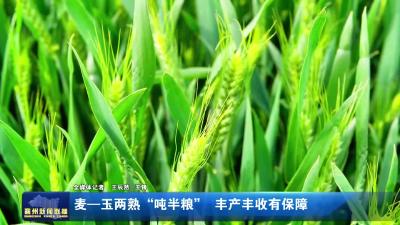 麦--玉两熟“吨半粮”  丰产丰收有保障