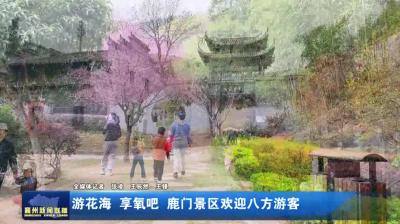 游花海  享氧吧  鹿门景区欢迎八方游客