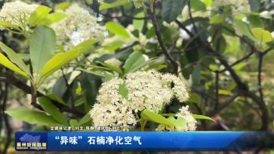 “异味”石楠净化空气