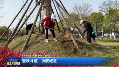 差缺补植  扮靓城区