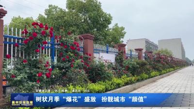 树状月季“爆花”盛放  扮靓城市“颜值”
