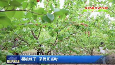 樱桃红了  采摘正当时