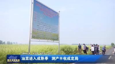 油菜进入成熟季  测产丰收成定局