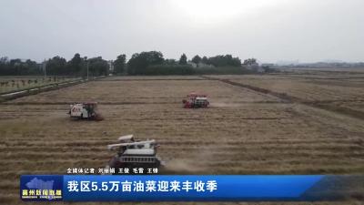 我区5.5万亩油菜迎来丰收季
