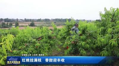 红桃挂满枝  香甜迎丰收