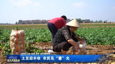 土豆迎丰收 农民见“薯”光