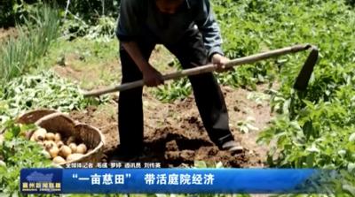 “一亩慈田” 带活庭院经济