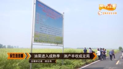 油菜进入成熟季 测产丰收成定局