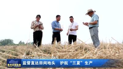 监督直达田间地头  护航“三夏”生产