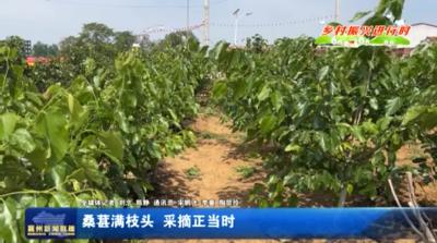 桑葚满枝头 采摘正当时
