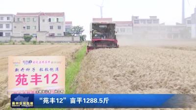 “苑丰12”亩平1288.5斤
