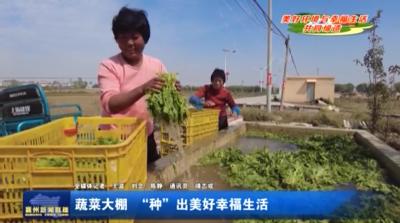 蔬菜大棚  “种”出美好幸福生活