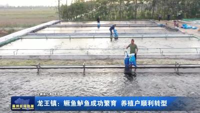 龙王镇：鳜鱼鲈鱼成功繁育 养殖户顺利转型