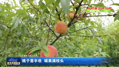 桃子喜丰收 硕果满枝头