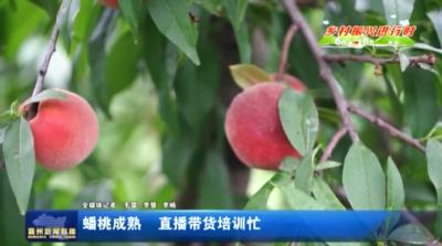 蟠桃成熟  直播带货培训忙