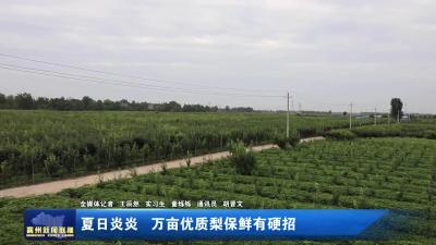 夏日炎炎万亩优质梨保鲜有硬招