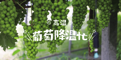 襄州：智能浇水 为葡萄“解渴”