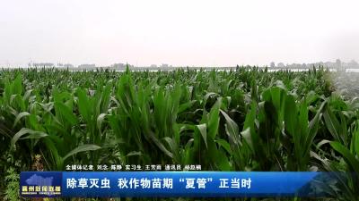 除草灭虫 秋作物苗期“夏管”正当时