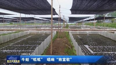 牛蛙“呱呱”  唱响“致富歌”